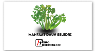 Ini Dia Manfaat Daun Seledri yang Jarang Orang Ketahui