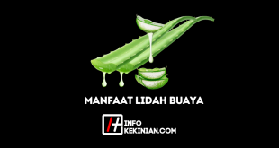 Manfaat Lidah Buaya untuk Kesehatan & Kecantikan Alami Kamu