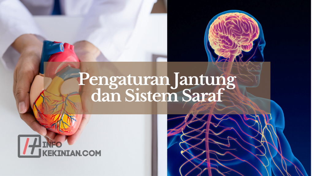 Peran Hormon Tiroid dalam Tubuh