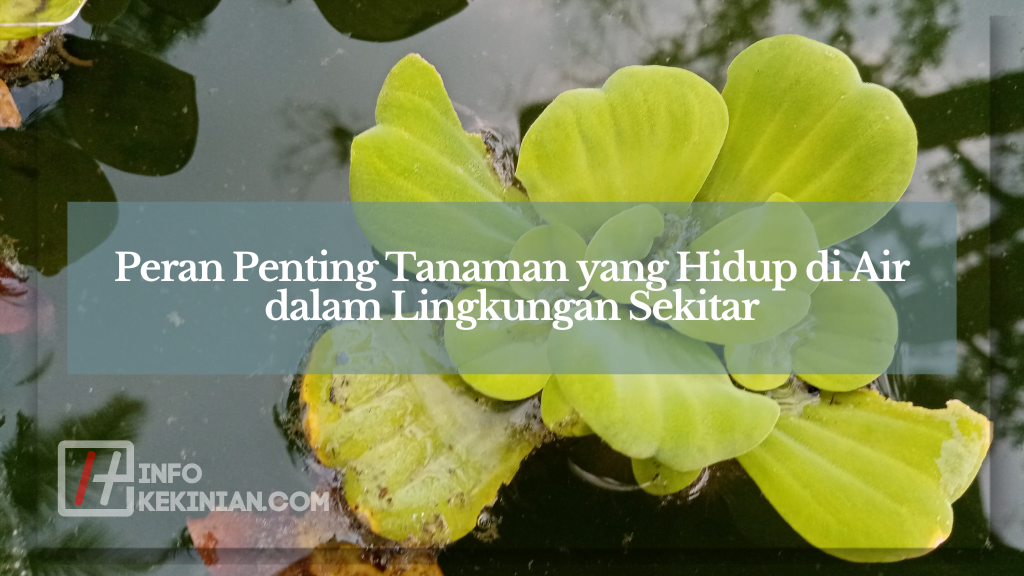 Peran Penting Tanaman yang Hidup di Air dalam Lingkungan Sekitar