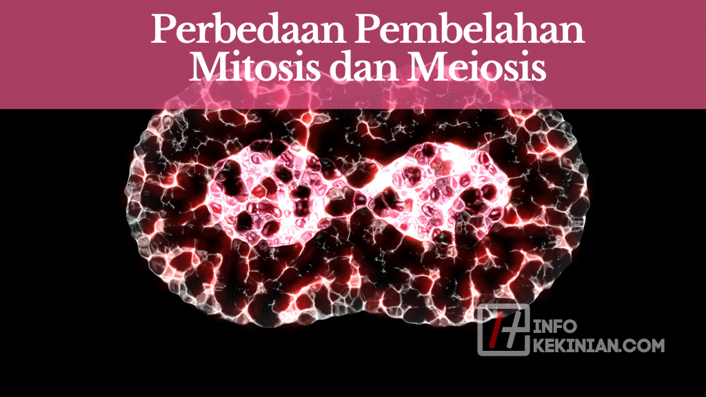 Perbedaan Pembelahan Mitosis dan Meiosis (2)