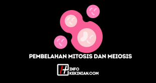 Perbedaan Pembelahan Mitosis dan Meiosis