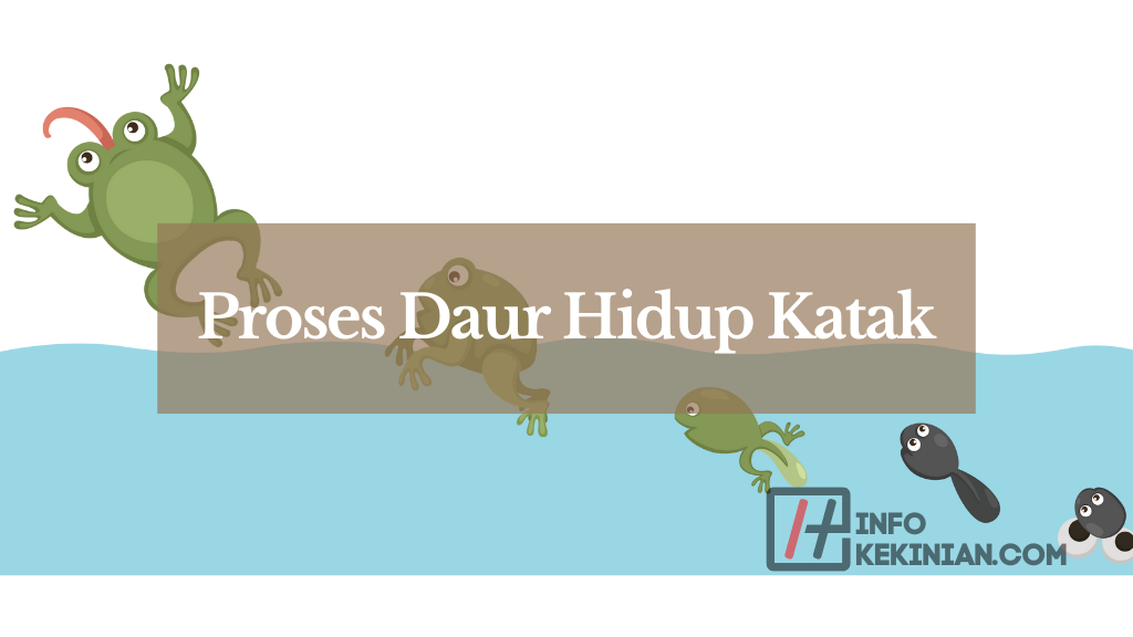 Proses Daur Hidup Katak