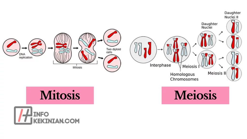 Signifikansi Mitosis dan Meiosis dalam Keberlangsungan Hidup