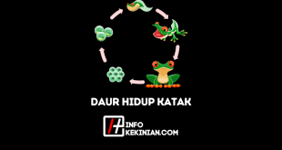 Siklus Daur Hidup Katak, Habitat dan Penjelasannya