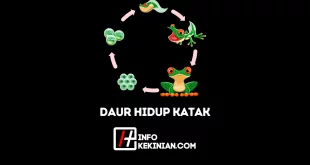 Siklus Daur Hidup Katak, Habitat dan Penjelasannya