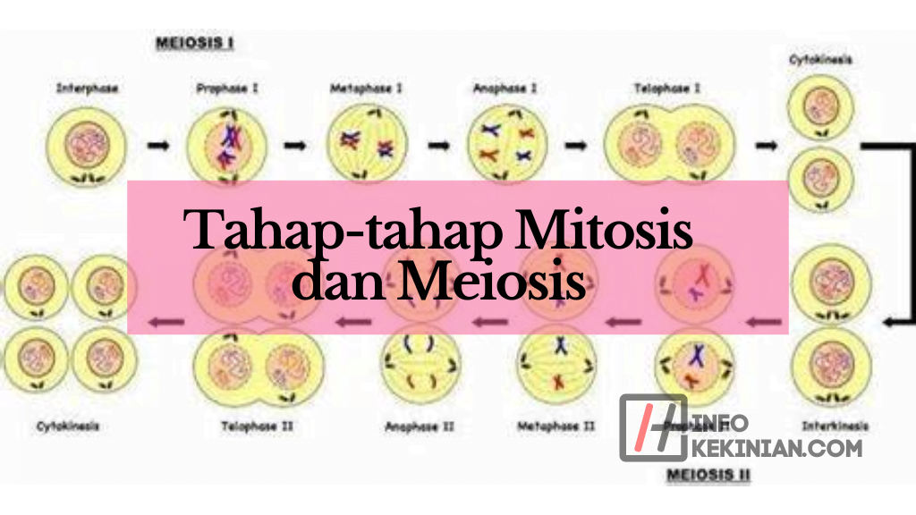Tahap-tahap Mitosis dan Meiosis