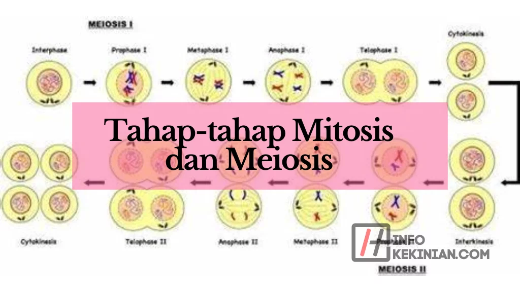 Tahap-tahap Mitosis dan Meiosis