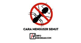 Cara Mengusir Semut Hitam di Rumah secara Alami dan Ampuh