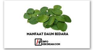 Ini Manfaat Daun Bidara untuk Kesehatan Tubuh