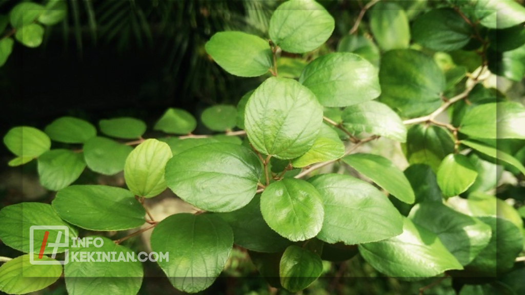 Kandungan Nutrisi dalam Daun Bidara