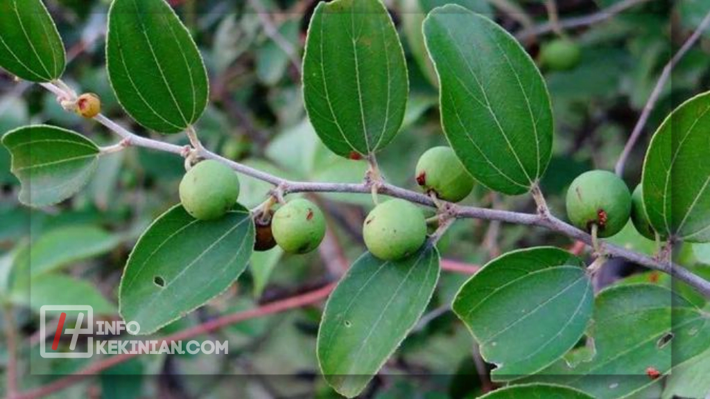 Manfaat Daun Bidara untuk Kesehatan