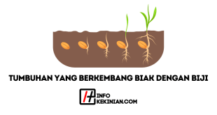 Contoh Tumbuhan yang Berkembang Biak dengan Biji