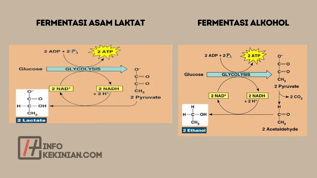 Perbedaan Fermentasi Alkohol dan Fermentasi Asam Laktat (2)