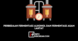 Perbedaan Fermentasi Alkohol dan Fermentasi Asam Laktat