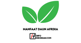 Manfaat Daun Afrika untuk Kesehatan Wajib Diketahui