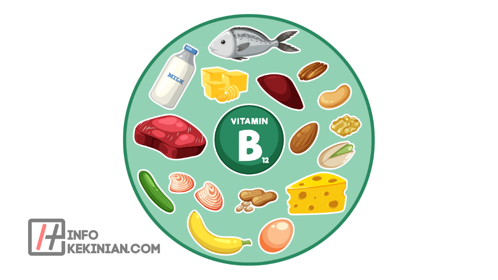 Sumber Makanan Vitamin B12