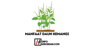Temukan Manfaat Daun Kemangi untuk Kesehatan Wajib Kamu Ketahui