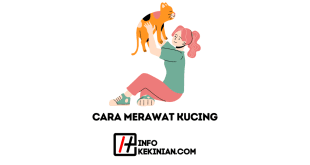 Cara Merawat Kucing yang Baik dan Benar Panduan untuk Pemilik Baru, Wajib Kamu Ketahui!