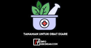 Tanaman untuk Obat Diare Solusi Efektif dan Aman